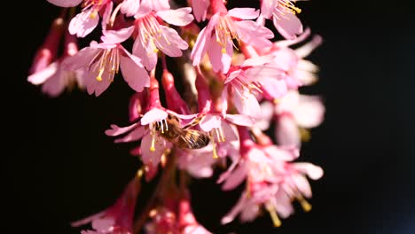 Close-up-of-golden-Bee-hanging-in-pink-flower-and-collecting-nectar-during-sunlight-in-garden