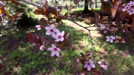Close-up-of-a-flowering-tree-with-pink-flowers-in-the-park-on-a-sunny-spring-day