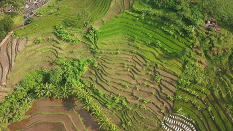 Aerial-view-of-watery-rice-field