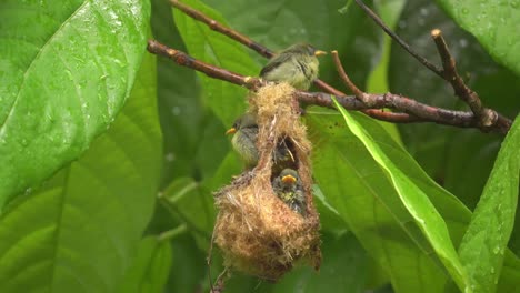 three-orange-bellied-flowerpecker-chicks-and-their-nests-under-the-rain