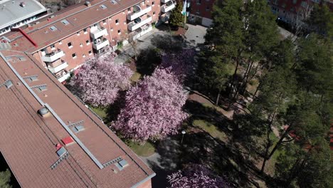 Blooming-Japanese-Sakura-Cherry-Blossoms-in-condo-landscaping,-circling-aerial