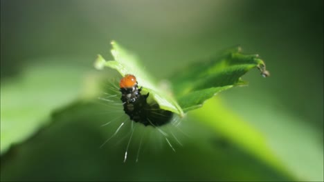 Caterpillars-biting-leaf-shoots,-plant-pests,-caterpillar-macro-footage