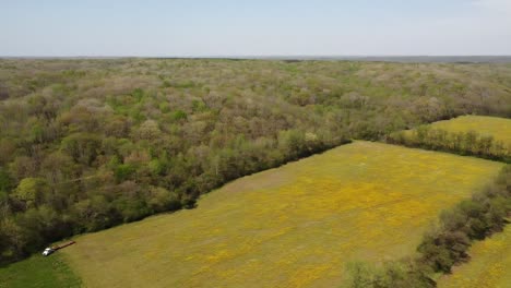 Aerial-Shot-Of-Inspecting-Farm-Fields-With-Yellow-Flowers