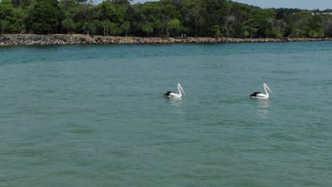 Two-pelicans-on-waters-of-Noosa-Heads,-Queensland-in-Australia