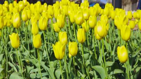 Beautiful-tulips-in-Holland,-Michigan-dutch-village
