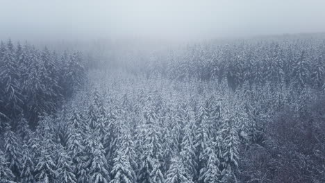 Dense-Conifer-Trees-Under-Foggy-Sky-In-Wintertime