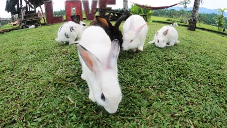 Cute-Animal-Rabbits-At-La-Caridad-Farm,-Sogod,-Southern-Leyte