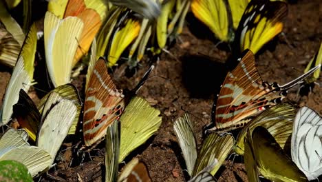 A-zoom-out-of-these-beautifully-marked-butterflies-along-with-the-yellow-ones,-Spot-Swordtail-Graphium-nomius,-Kaeng-Krachan-National-Park,-Thailand