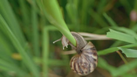 Nahaufnahme-Einer-Apfelschnecke,-Die-Sich-Auf-Einem-Reisfeld-Bewegt