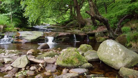 Slow-flowing-moorland-stream-with-water-moving-over-small-and-large-rocks-and-overhanging-trees