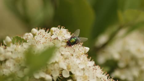 Common-Green-Bottle-Fly-Feeding-Nectar-On-Viburnum-Flower