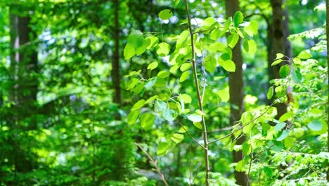 Sonnenschein-Auf-Grünen-Blättern-Im-Wald