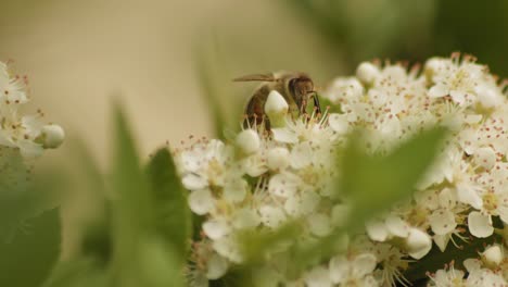 Afrikanisierte-Honigbiene,-Die-Auf-Weißen-Feuerdornblumen-Kriecht