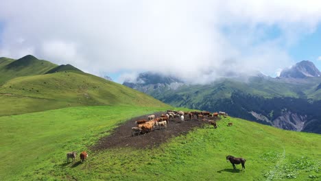 Vacas-En-Montañas-Suizas