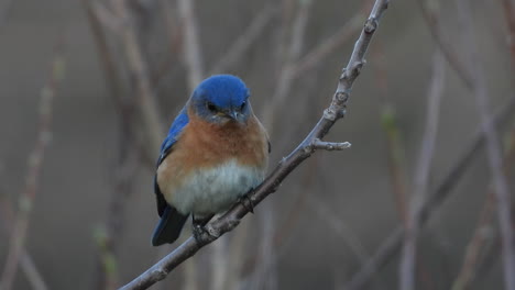 Pájaro-Azul-Oriental-Macho,-Sialia-Sialis,-Se-Posa-En-Una-Ramita-Mirando-Alrededor