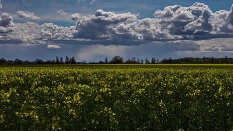 Timelapse-shot-of-blooming-rapeseed-flowers-field-with-white-clouds-passing-by-at-daytime