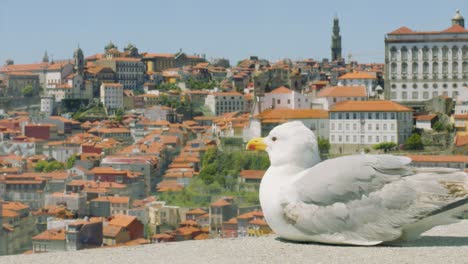 Entspannende-Möwe-Mit-Blick-Auf-Die-Altstadt-Porto,-Portugal-4k-Filmische-Sommerliche-Mittelmeerstadt
