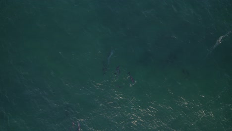 Idyllic-Seascape-With-Pod-Of-Bottlenose-Dolphins-Swimming---aerial-drone-shot