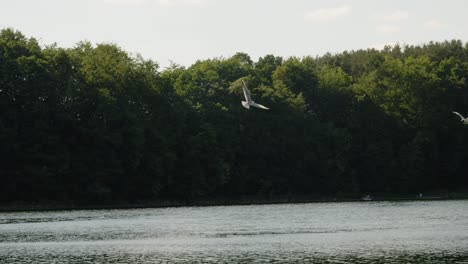 Pájaros-Volando-Sobre-El-Lago-Glebokie,-área-De-Kartuski-De-Paisaje-Protegido-En-Polonia