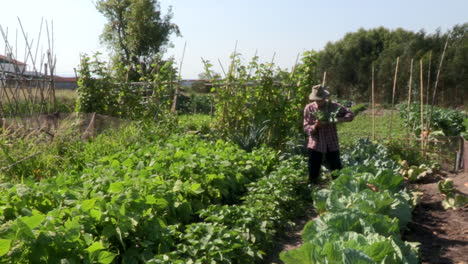 Farmer-cuts-a-cabbage-in-his-vegetable-garden-full-of-vegetables,-greens-vegetables-and-fruit