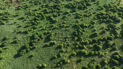 Aerial-flyover-forest-with-small-trees-and-bush-at-sunlight-in-Netherlands
