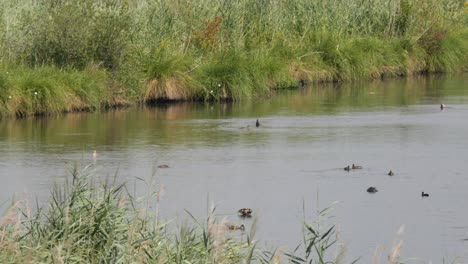 Patos-Y-Otras-Aves-Nadando-En-Un-Lago-Tranquilo-Y-Buceando-En-Busca-De-Comida-En-Un-Día-De-Verano