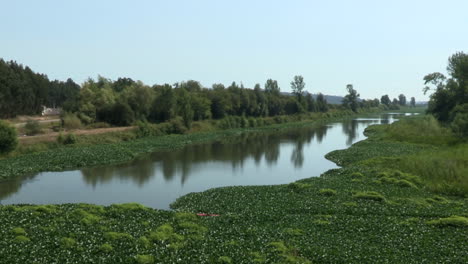 River-overgrown-with-weed-Water-hyacinths,-green-river