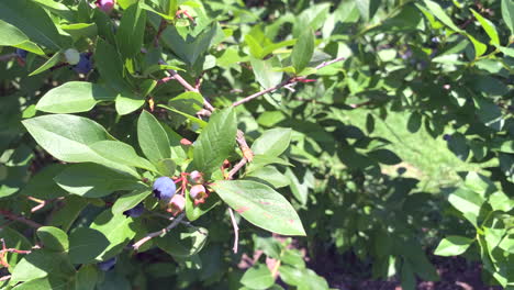 Blueberry-bush-on-a-sunny-day,-close-up