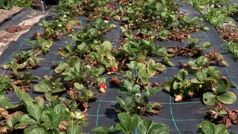 Strawberry-plantation-with-red-strawberries