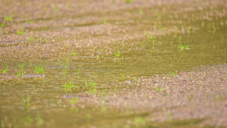 Sprinkling-raindrops-falling-form-a-puddle-on-a-gravel-road-in-the-countryside---time-lapse