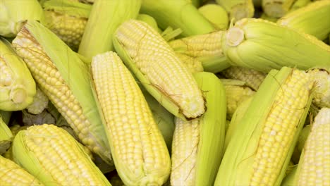 Corn-cobs-for-sale-at-the-free-market,-panoramic-plan
