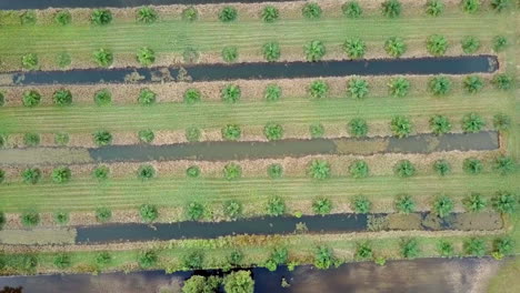 Drone-view-of-a-field-with-trees-in-line-close-to-canals
