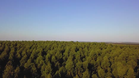 Eucalyptus-plantation,-drone,-aerial-view,-general-plan,-travelling