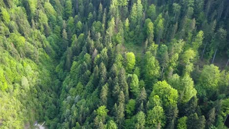 Aerial-Panning-shot-of-Woodland-in-valley