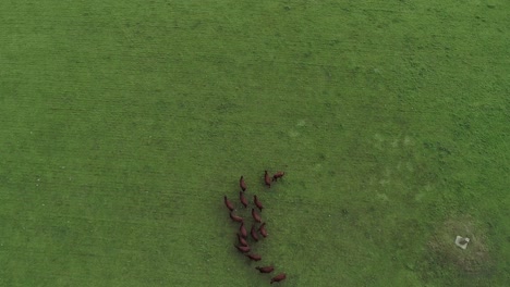 Aerial-tracking-down-and-over-a-herd-of-brown-dairy-cows-in-a-grass-field