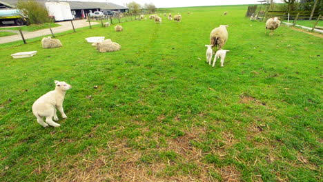 Playful-young-lambs-on-an-organic-farm