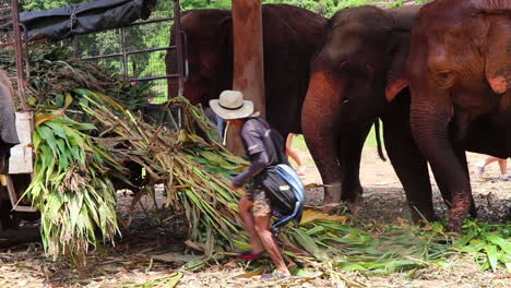 Elefanten,-Die-Das-Futter-Wollen,-Zieht-Ein-Trainer-Von-Einem-Anhänger