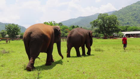 Elefantes-Siguiendo-A-Su-Entrenador-A-Través-De-Un-Campo-De-Hierba