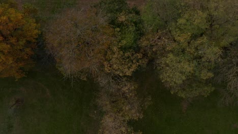 Top-down-aerial-view-of-trees-surrounded-by-grass