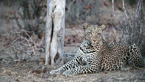 Male-leopard-watching-and-listening-intently-at-dusk-in-Greater-Kruger-National-Park,-South-Africa