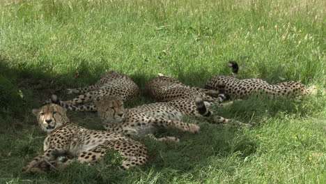Cheetah-"the-five-brothers"-of-the-Maasai-Mara,-relaxing-together-in-the-shade-of-a-tree