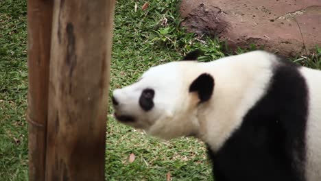 Riesenpanda-Cai-Tao,-Der-Mit-Einem-Langen-Bambusstiel-Eine-Leckerei-Vom-Tierpfleger-Bekommt