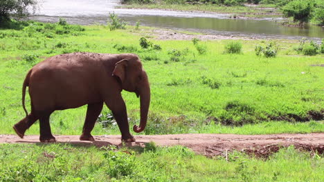 Elephant-walking-along-a-path-alone-in-slow-motion