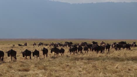 Gnus,-Die-Während-Der-Großen-Migration-über-Den-Ngorongoro-Krater-In-Tansania-Laufen