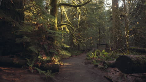 Forest-trail-with-Ancient-cedar-covered-by-moss-in-Cathedral-grove-park,-Vancouver-Island,-Wide-shot