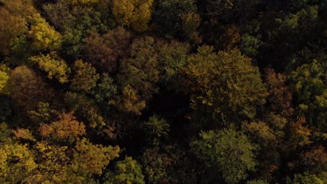 Antenne:-Schöner-Wald-Mit-Bunten-Bäumen-Im-Herbst
