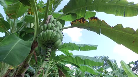 Finca-Bananera,-Plantaciones-De-Banano