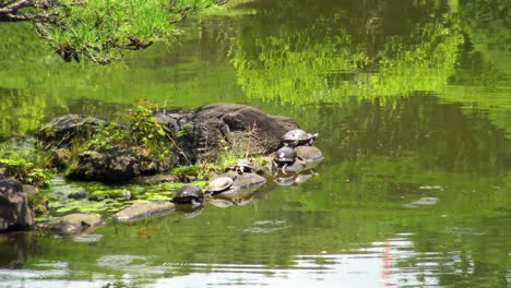 Die-Ansicht-Der-Schildkröten-Auf-Der-Felsenseeseite-Im-Nationalgarten-Shinjuku-Gyoen
