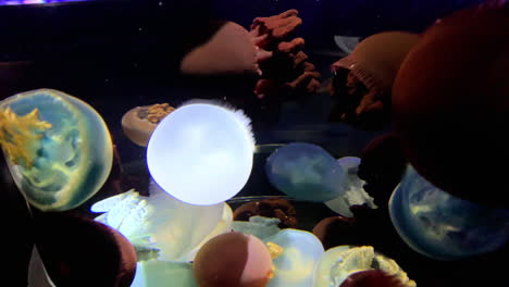 Jellyfish---Catostylus-Mosaicus---Full-of-rainbow-jellyfish-at-Kamon-Aquarium,-Japan