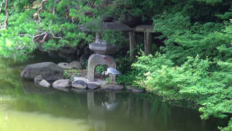 The-view-of-the-crane-on-the-rock-side-lake-in-shinjuku-gyoen-national-garden